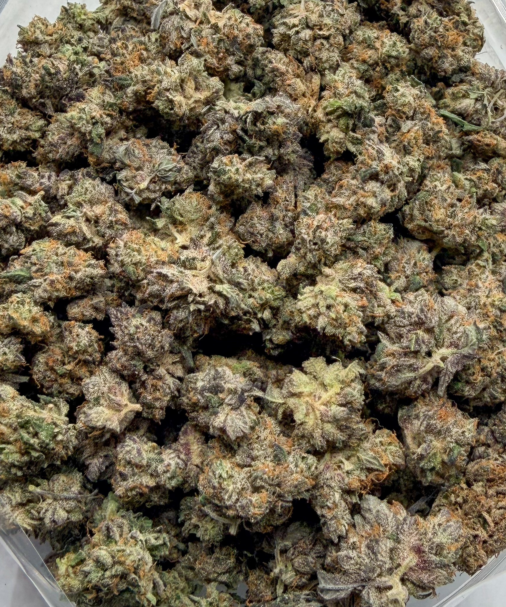 *Oz Deal* Purple Rockstar Tuna (AAAA)