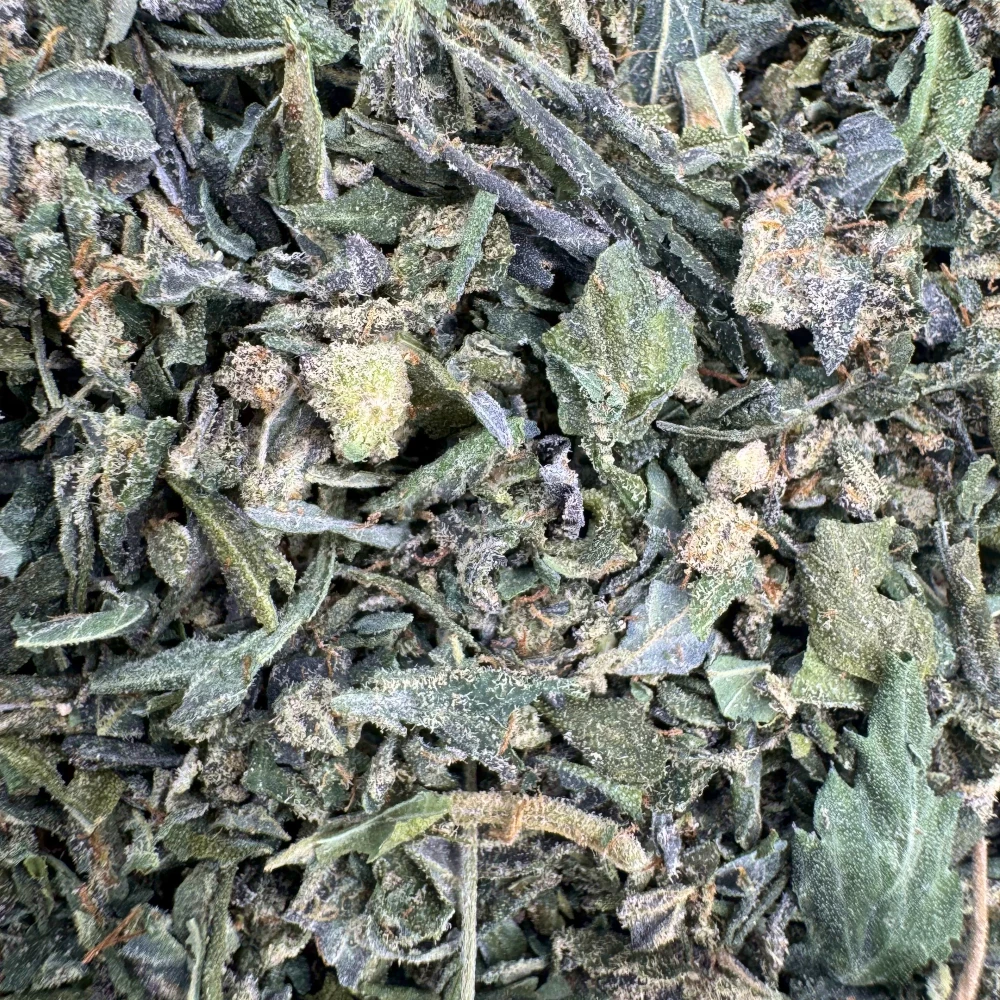 Great White Shark Shake