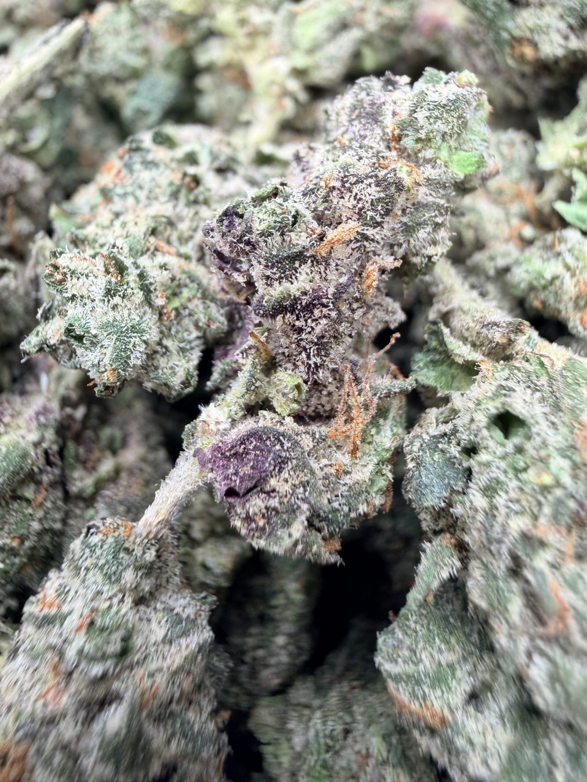 Purple Rockstar Kush