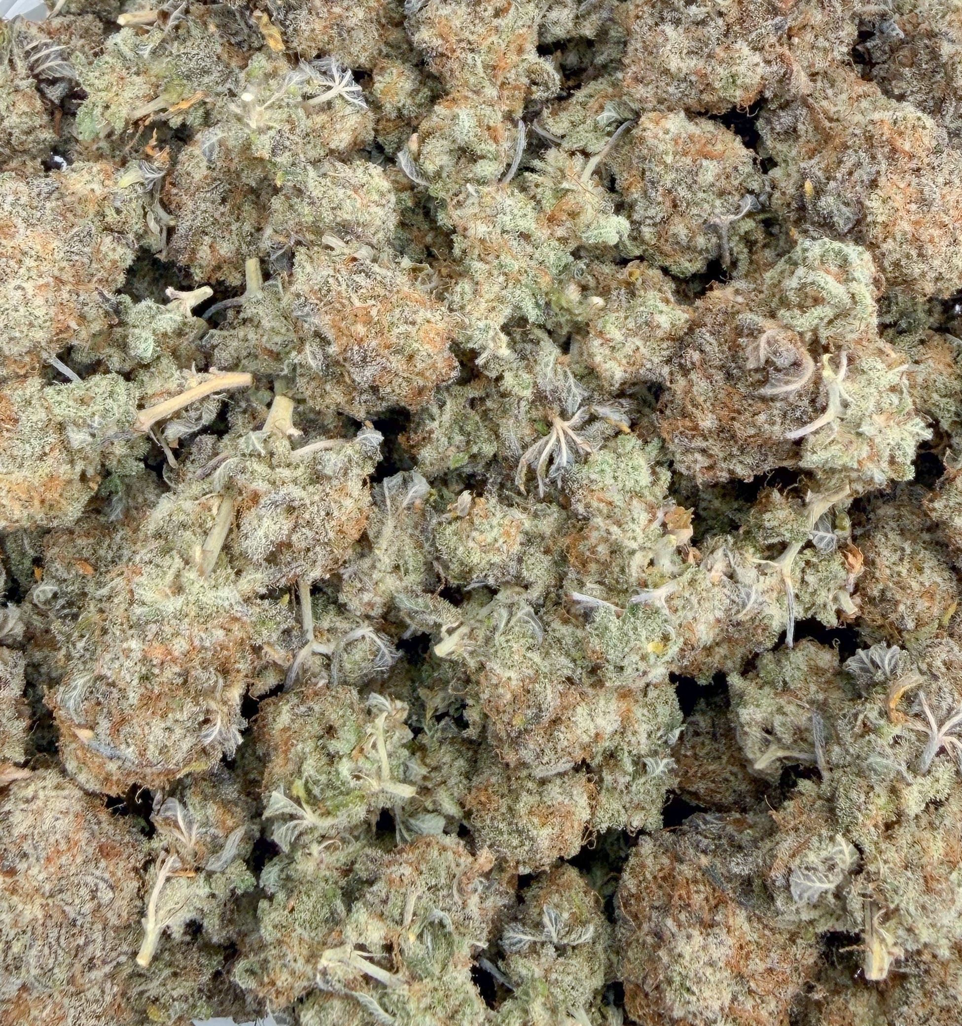 Cactus Breath